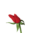 Amitié une rose pour vous